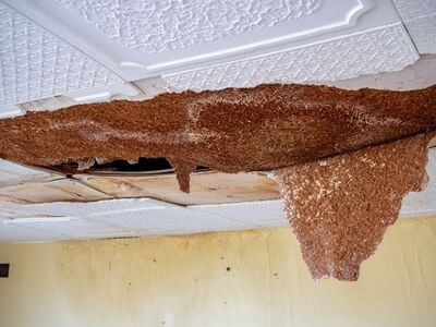 Professional water damage restoration services in Tucson - Tucson Water Damage Restoration Champions